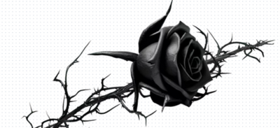 Black Rose Select